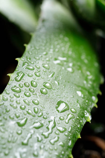 grüne aloe vera pflanze mit tröpfchen - healthy lifestyle homeopathic medicine aloe plant stock-fotos und bilder