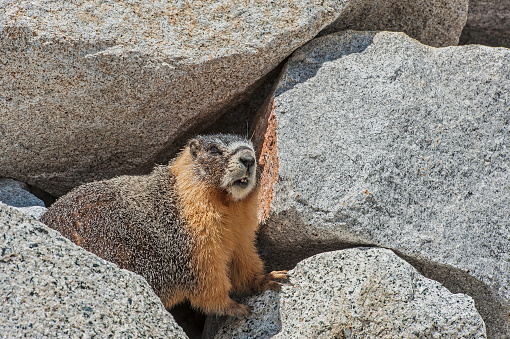 The yellow-bellied marmot, Marmota flaviventris,  is a ground squirrel in the marmot genus found in the Sierra Nevada Mountains of California. Yosemite National Park, California.