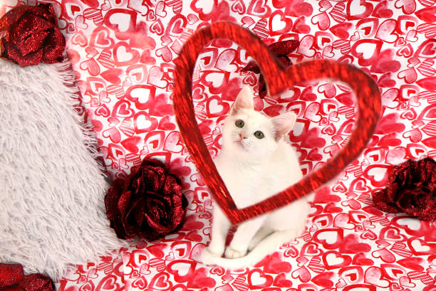 istock A small white kitten on a background with hearts . 1388606133