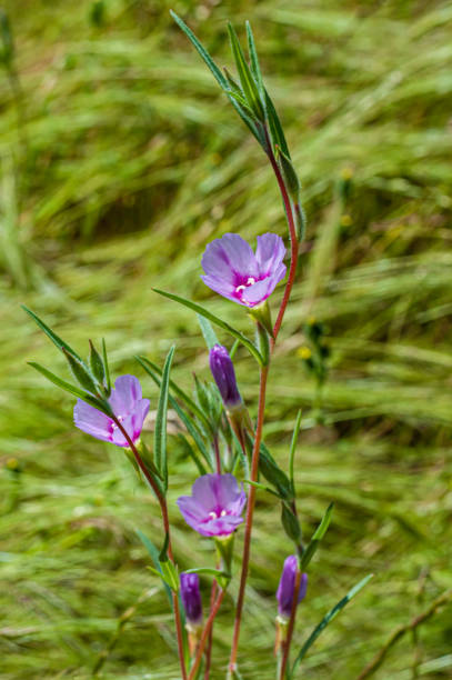 Clarkia purpurea is a species of wildflower known by the common names winecup clarkia, winecup fairyfan, and purple clarkia. This plant is native to western North America where it is found in a variety of habitats. Yosemite National Park; Sierra Nevada Mountains; California clarkia purpurea es una especie de flor silvestre conocida por los nombres comunes de copa de vino clarkia, ranón de copa de vino y clarkia púrpura. esta planta es nativa del oeste de américa del norte, donde se encuentra en una variedad de hábitats. p