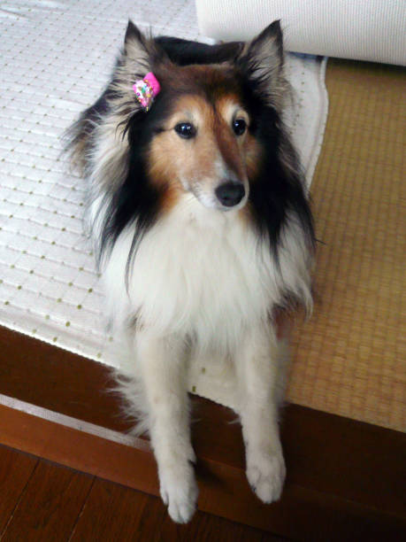 istock Shetland Sheepdog Feeling Relaxed 1388606401