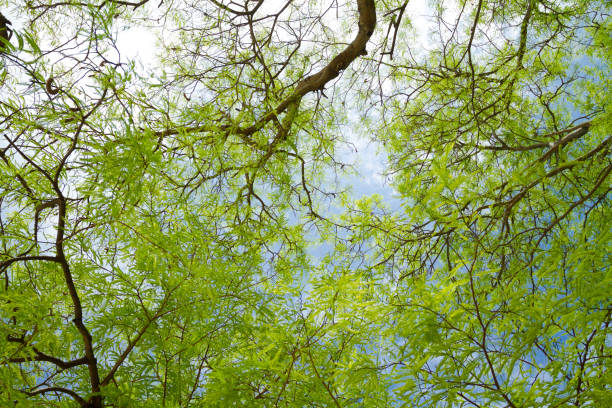 Photo of Detail of tropical treetop in sky on island Koh Sichang, Chonburi province