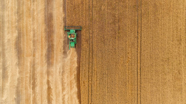 istock Aerial view combine harvester harvesting on the field 1388607018