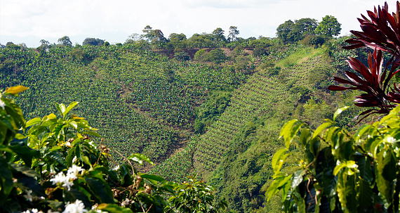 The coffee axis is a geographical, cultural, economic and ecological region of Colombia, located in the departments of Caldas, Risaralda and Quindío, in addition to the northwestern regions of Tolima, southwestern Antioquia, north and east of Valle del Cauca.