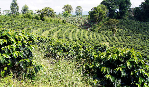 istock Coffee Plantation, Eje Cafetero, Colombia 1388607155