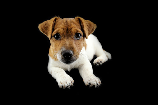 Jack Russell Terrier. Cute three-month puppy. Black background. Selective focus