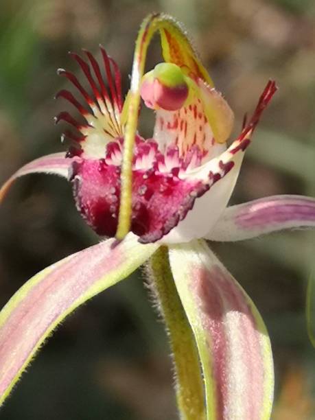 istock Carousel spider orchids blooming in remnant bushland around Perth 1388608162