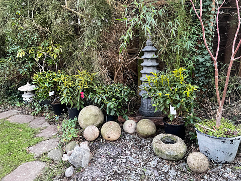 Stock photo showing close-up view of a purple Pittosporum shrub besides a stone Japanese snow lantern along side stepping stone garden path and raised wooden flowerbeds of azaleas.