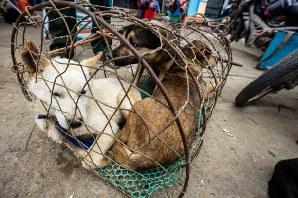 people selling puppies at the bac ha market in vietnam - asian cuisine food asian ethnicity vietnamese cuisine imagens e fotografias de stock