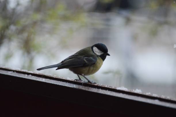 istock a small yellow bird on the terrace 1388610581