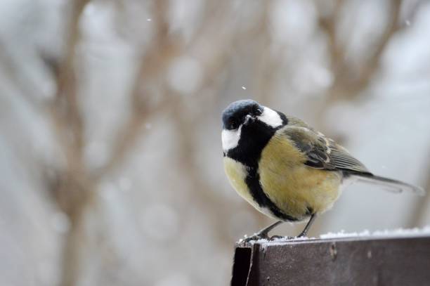 istock a small bird on the branches in winter and snow falls 1388611270