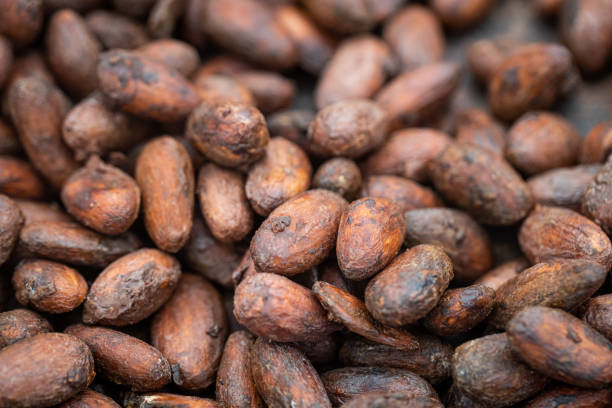cocoa seeds drying on an organic plantation