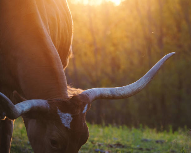 istock Texas longhorn cow at sunset 1388612198