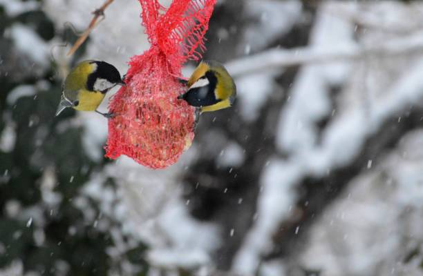 istock a small yellow bird on a feeder in winter and snow falls 1388612350