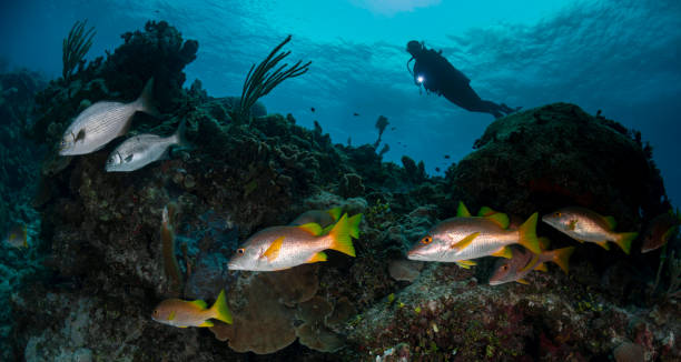istock Dog snapper fish, the Yellow chub fish and diver 1388615316