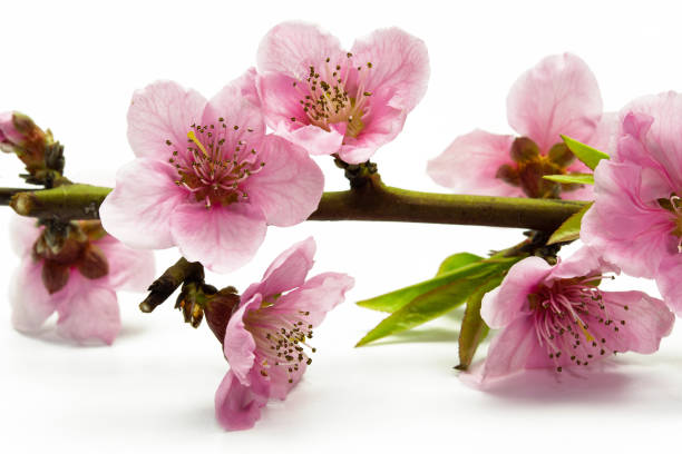 istock Fresh blossoms of peach tree on white background 1388615494
