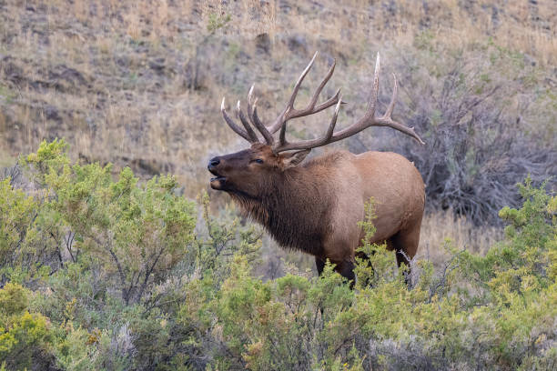istock Large Bull Elk calling (bugling) for his herd of cow elk for mating 1388616575