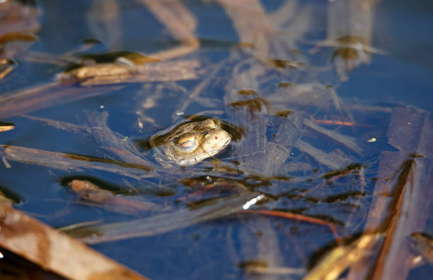 istock Common toads in the pond during the breeding season. 1388617409
