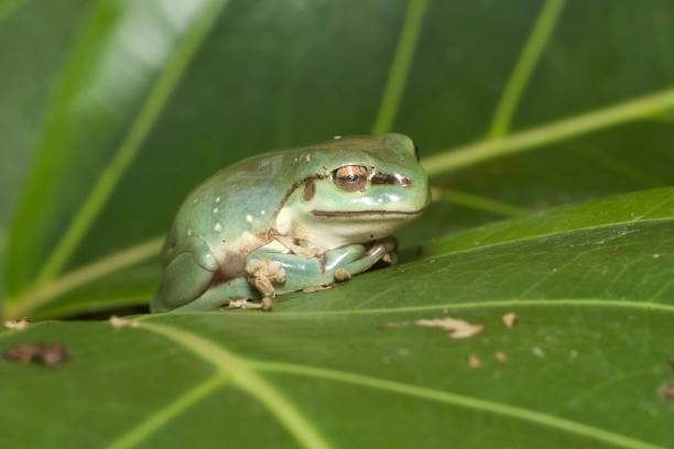 인명별 "s 청개구리 - whites tree frog 뉴스 사진 이미지