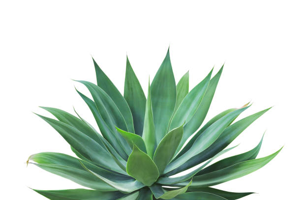 istock Agave attenuata, Fox Tail Agave Plant Isolated on White Background with Clipping Path 1388618580