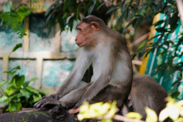 Bonnet macaque South Indian Macaque sitting on a branch
