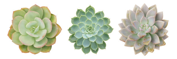 istock Set of Echeveria Succulent Plants Isolated on White Background with Clipping Path 1388618621