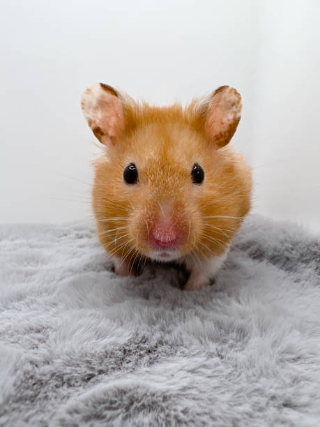 istock Cute Syrian Hamster Closeup 1388619414