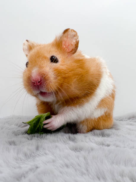 istock Cute Syrian Hamster eating kale Closeup 1388619419