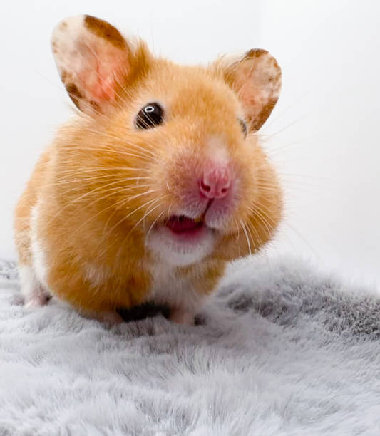 istock Cute Syrian Hamster Closeup 1388619423