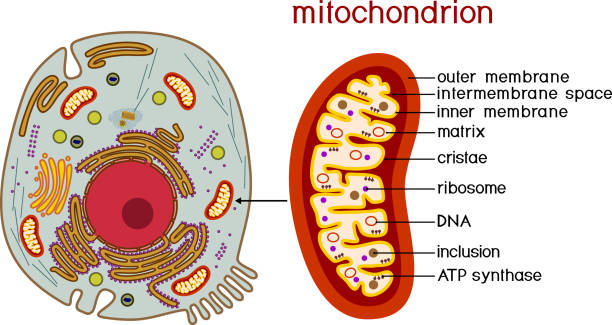 ilustraciones, imágenes clip art, dibujos animados e iconos de stock de estructura de la célula animal y la mitocondria. material educativo para la lección de biología - morphology