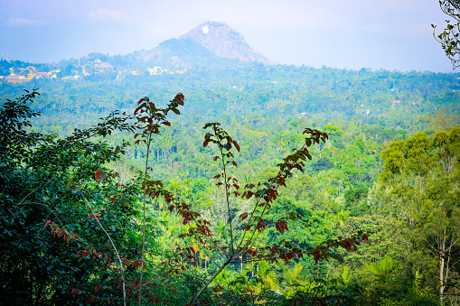 Waynad hills and forest