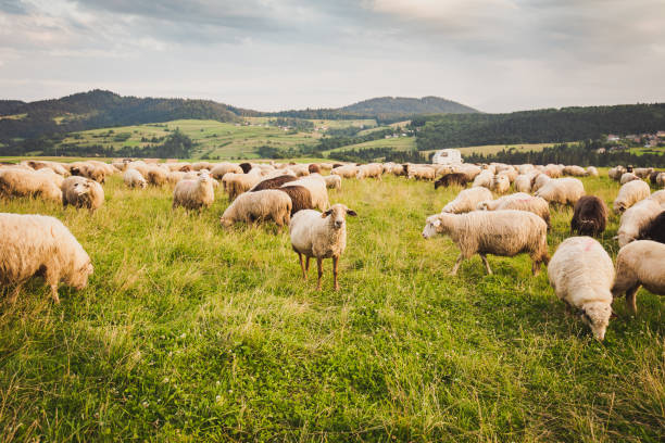 mandria di pecore su un bellissimo prato di montagna. grywałd, pieniny, polonia. - sheep flock of sheep pasture mountain foto e immagini stock