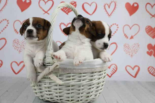 istock Puppies in basket 1388621163