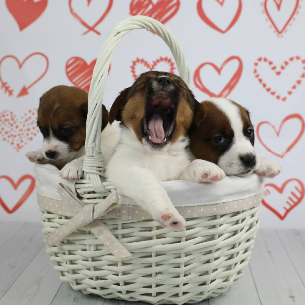 istock Puppies in basket 1388621170