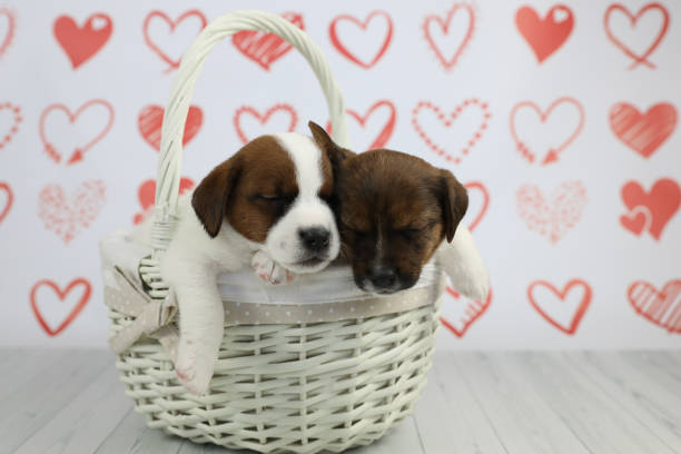 istock Puppies in basket 1388621182