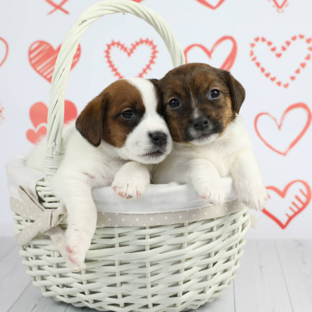 istock Puppies in basket 1388621185