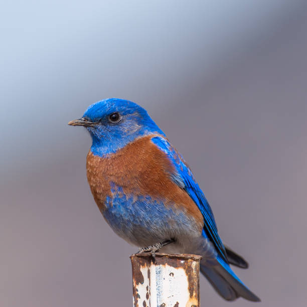 istock Western Bluebird Perched on a Fence Post 1388621200