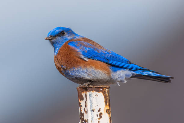 istock Western Bluebird Perched on a Fence Post 1388621207