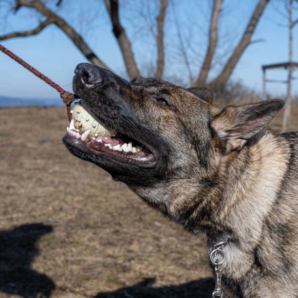 istock A young happy German Shepherd plays tug with a ball. Sable coloured working line breed 1388621827