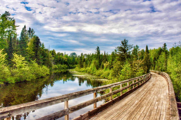 медвежья кожа штата трейл бридж - cycling bicycle forest nature стоковые фото и изображения