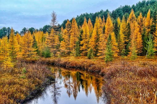 The Tamaracks turning bright yellow at the end of Autumn in Northern Wisconsin along the Bear Skin State Trail.