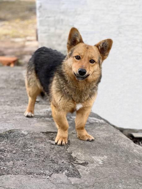 istock Funny mongrel dog smiles and looks at the camera 1388623579