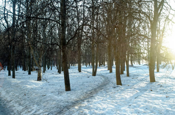 istock sunny morning in the park in winter 1388623608