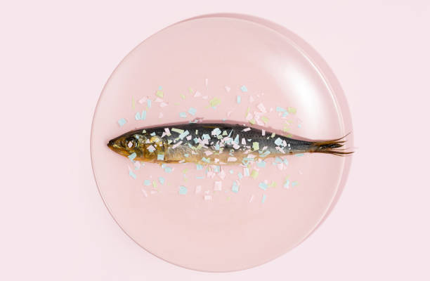 Fish covered microplastic on a pink plate. Impact of micro plastic on the food chain. The idea of microplastic pollution. Concept of environmental damage