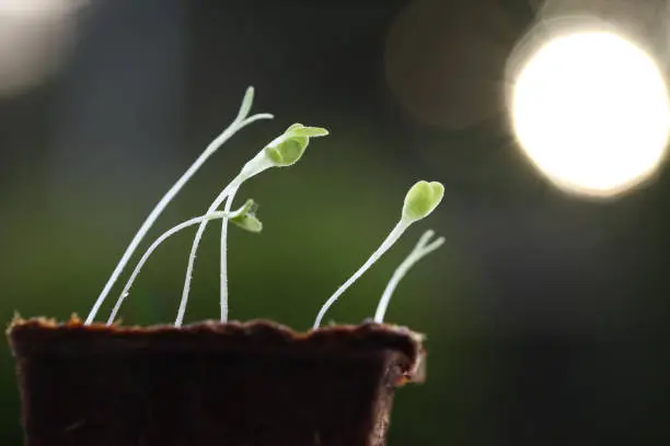 Seedlings in compostable pot grow towards light of sun setting behind trees in the distance. This creates a bright bokeh in the blurred background. The image demonstrates propagation and photosynthesis