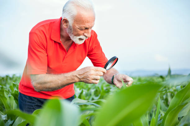 starszy agronom lub rolnik w czerwonej koszuli badający łodygi roślin kukurydzy, szukający pasożytów, na polu ze szkłem powiększającym - corn corn crop field stem zdjęcia i obrazy z banku zdjęć