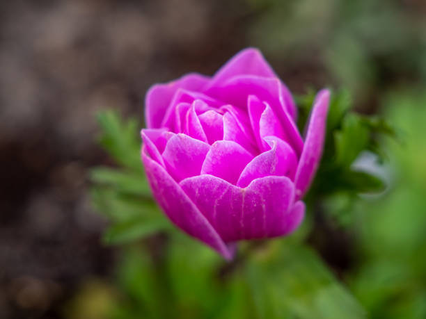 Tulip flower close up. macro photography