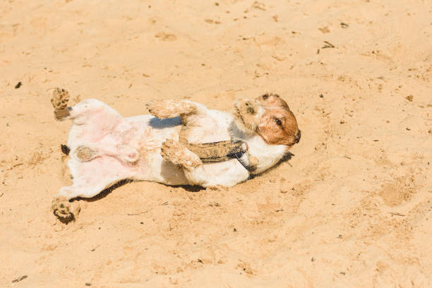 Jack Russell Terrier dog wallowing on sand