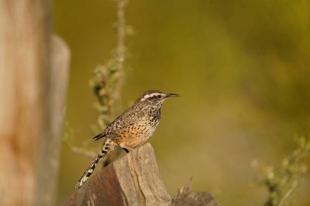 istock Cactus Wren - State bird of Arizona 1388627713
