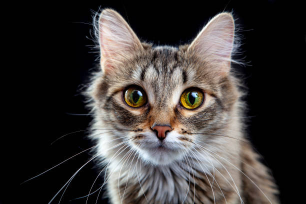 istock Portrait of a cute cat 1388627791